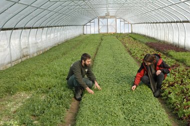 red fire green house